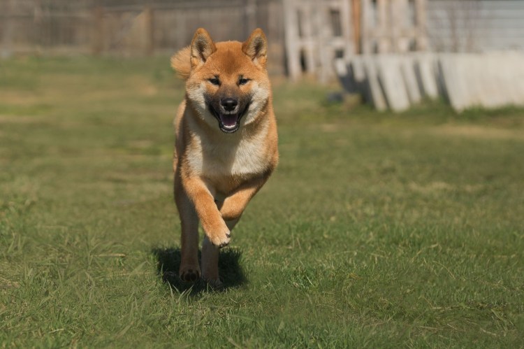 Японская лайка сиба ину