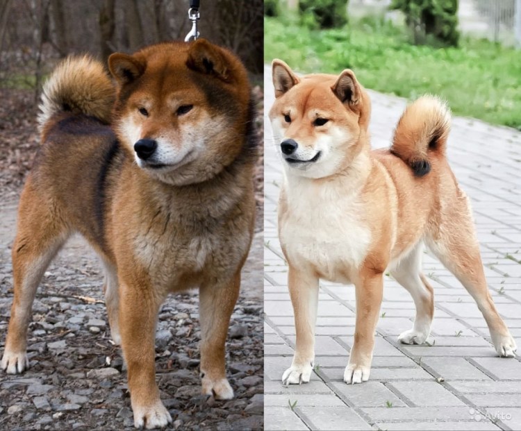 Экспресс линька сиба ину