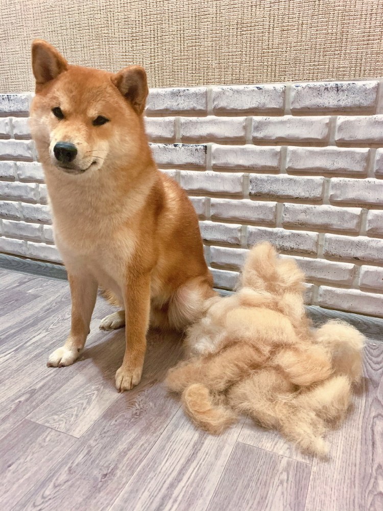 Сиба ину длинношерстная