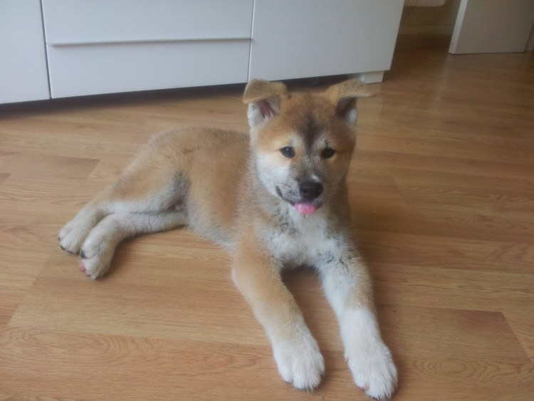 Сиба ину линька