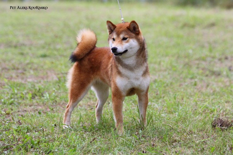 Попеён порода собаки