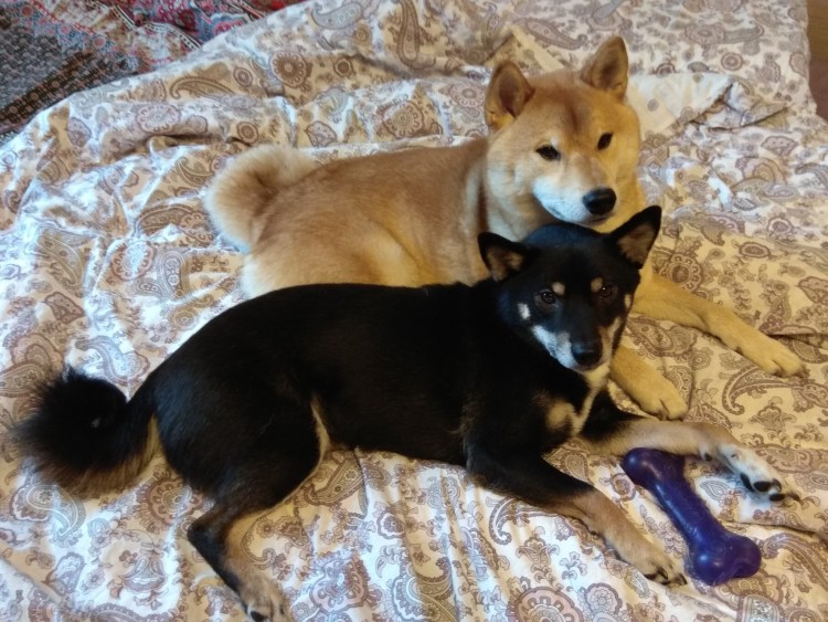 Сиба ину линька