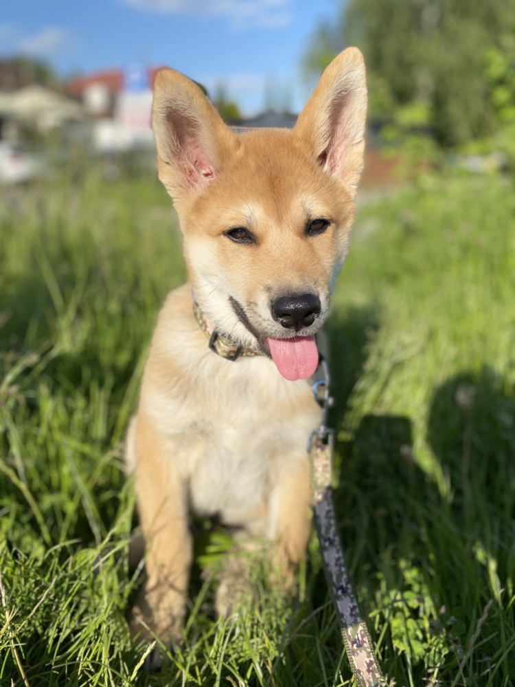 Сиба ину в линьке