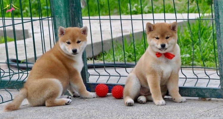 Юниорская линька у сиба ину