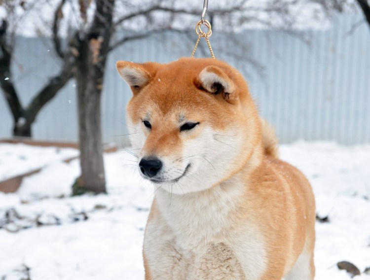Шиба ину маленькая Лисичка