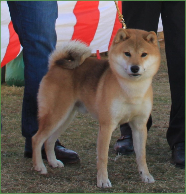 Порода собак сиба ину