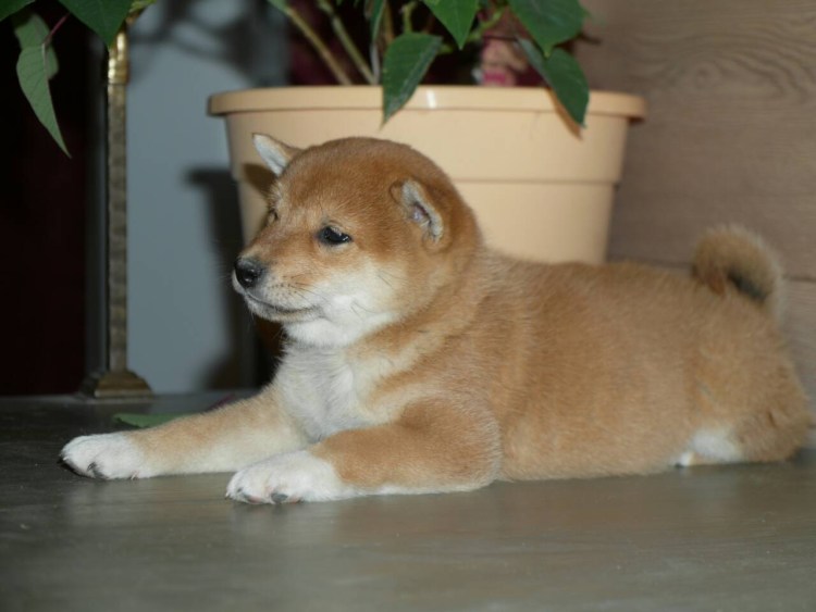 Шерсть сиба ину