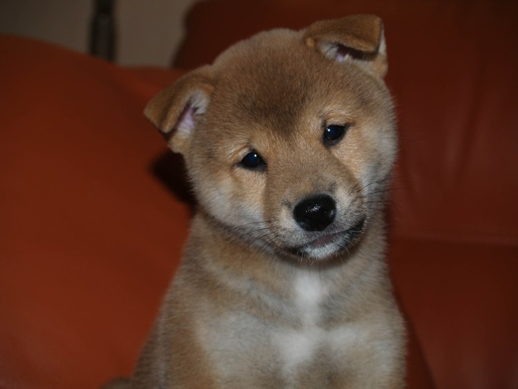 Собачка сиба ину lalafanfan