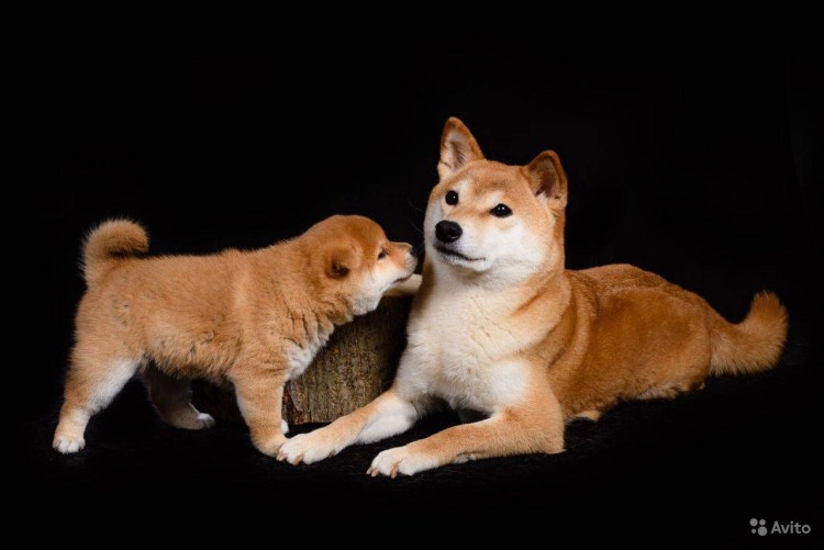 Акита линяет