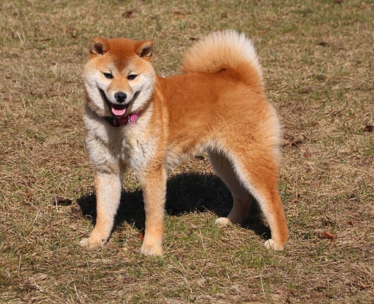 Сиба-ину мини купить