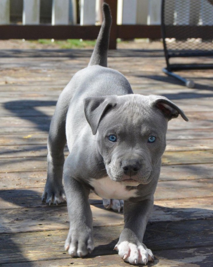 Стаффордширский терьер серый
