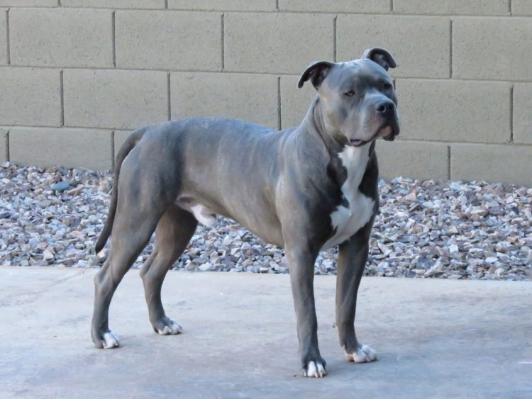 Американский питбуль серый