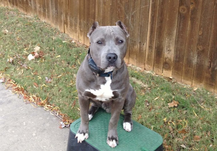 Стаффордширский терьер серый