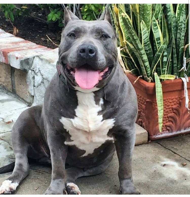 Американский стаффордширский терьер серый