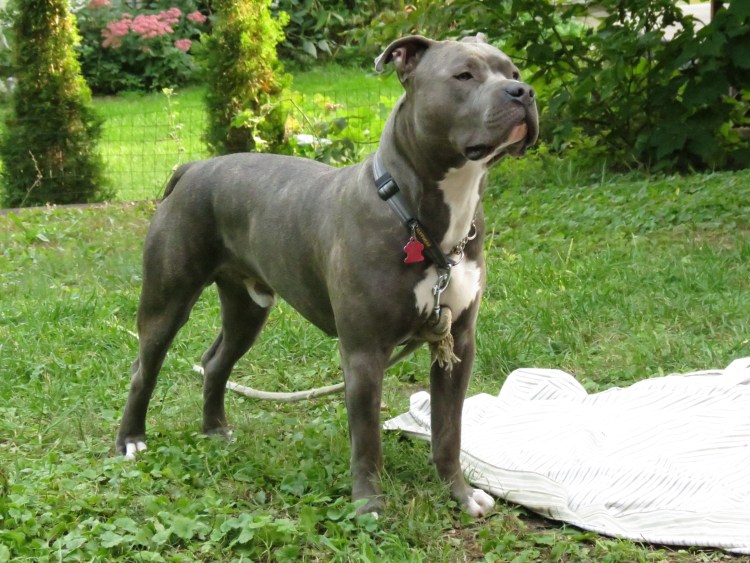 Американский стаффордширский терьер серый
