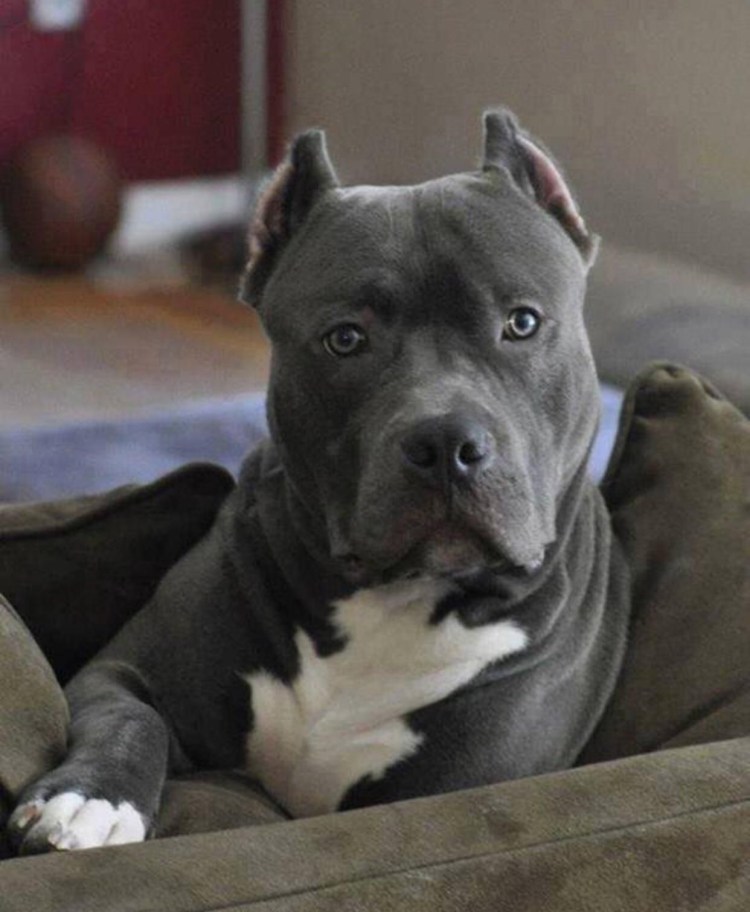 Блю стафф терьер