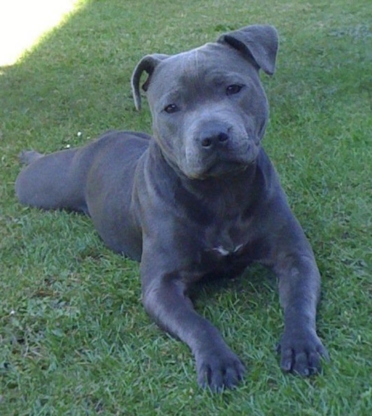 Стаффордширский бультерьер дымчатый