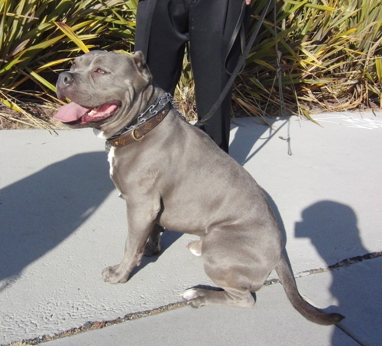 Американский стаффордширский терьер серый