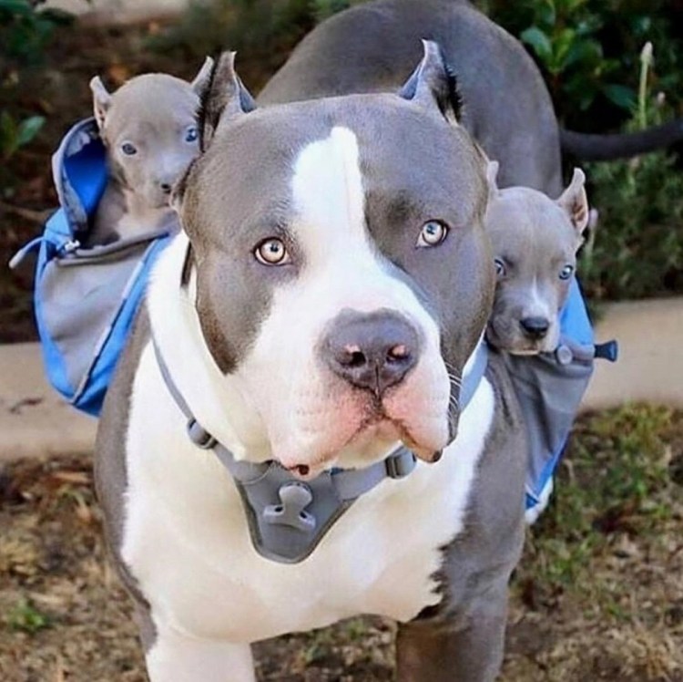 Питбуль серый с голубыми глазами купить