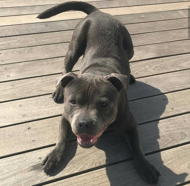 Голубой питбуль в профиль