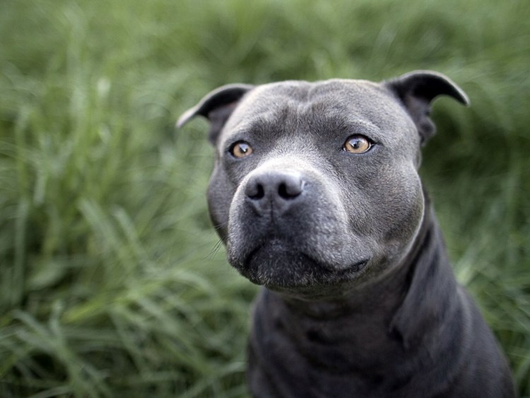 Американский стаффордширский терьер серый