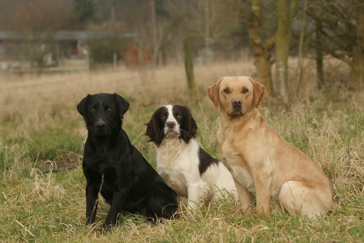 Кокер спаниель и лабрадор