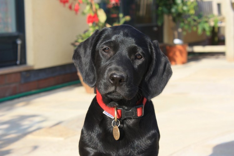 Метис лабрадора и спаниеля