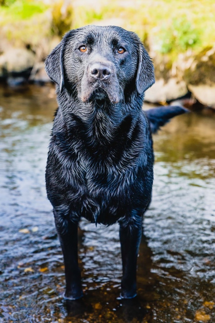 Метис лабрадора и кокер спаниель
