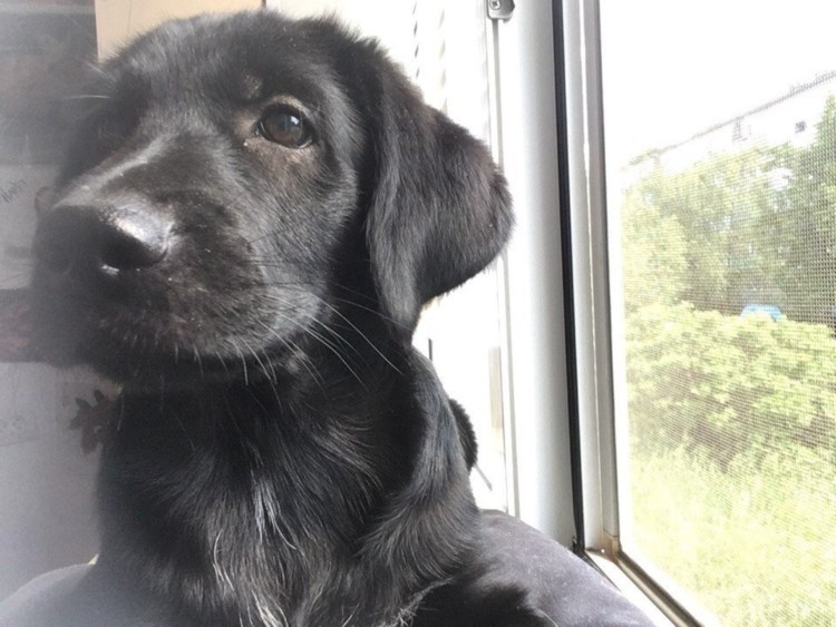 Метис лабрадора и спаниеля