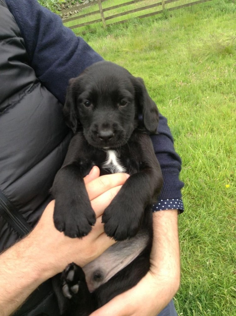 Кокер спаниеля чёрный метис