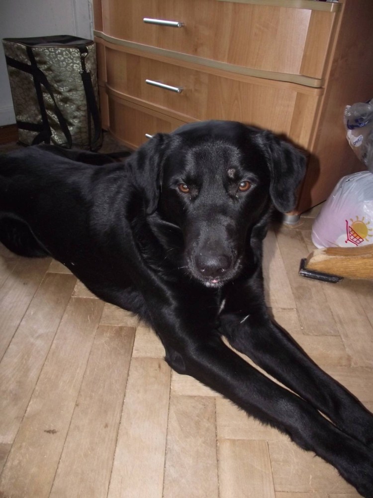 Помесь лабрадора и ретривера