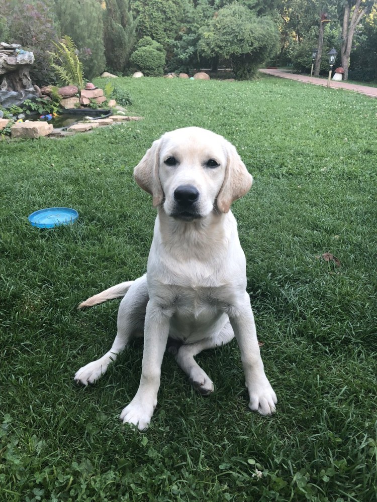 Метис кокер лабрадор