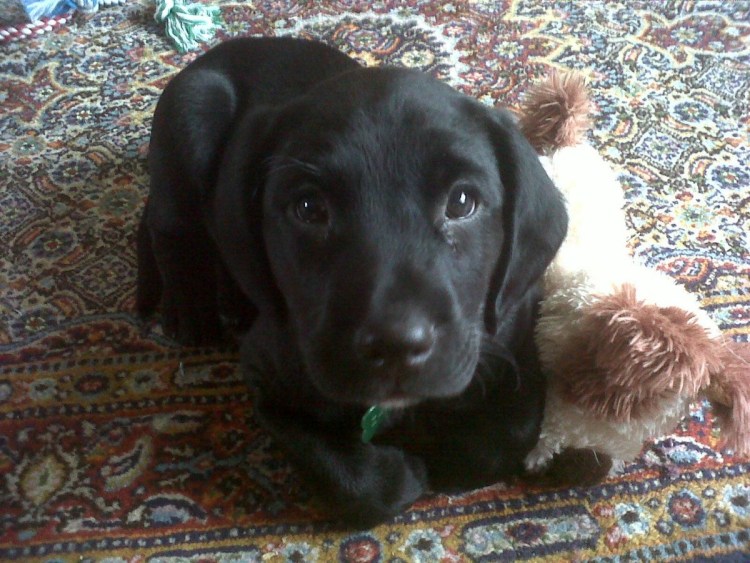 Кокер лабрадор