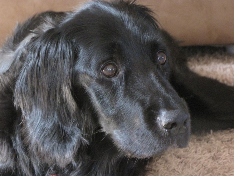 Метис лабрадора и ретривера