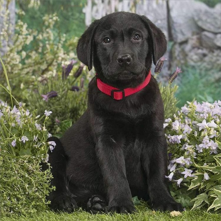 Метис кокер лабрадор