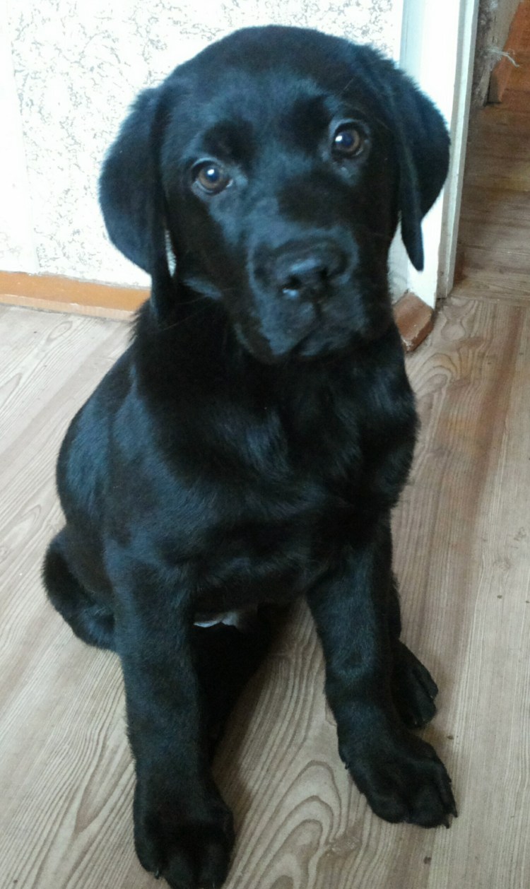 Пинчер спаниель