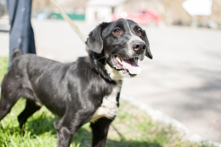 Метис кокер лабрадор