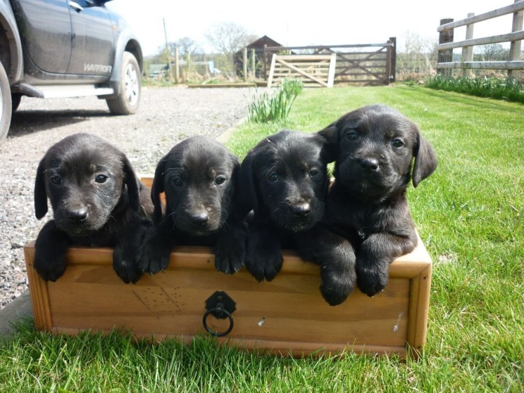 Бассет-хаунд и лабрадор