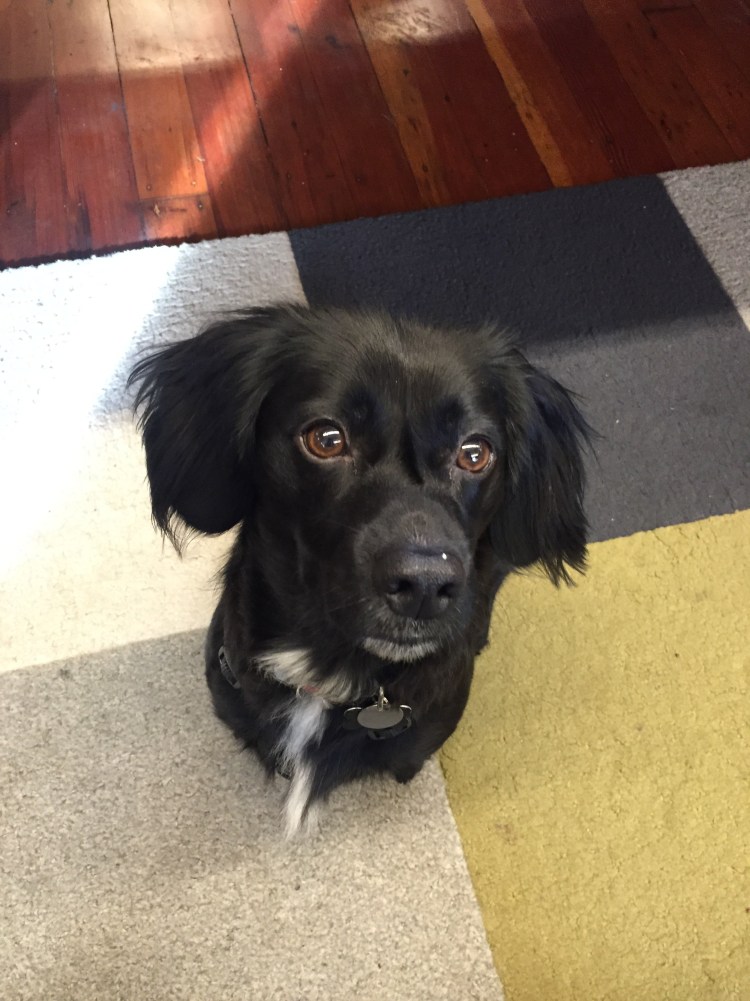 Лабрадудль и лабрадор