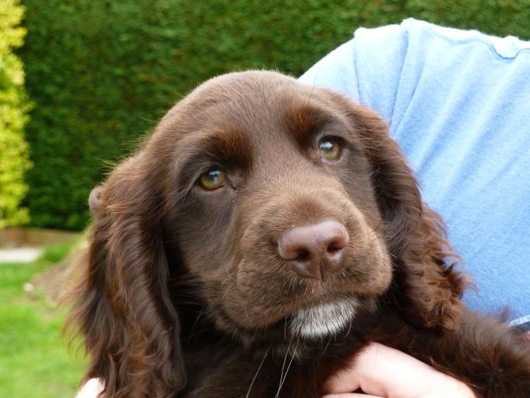 Русский охотничий спаниель метис