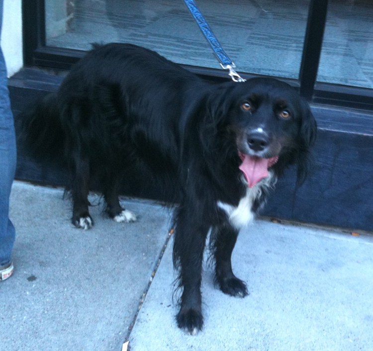 Метис шоколадного лабрадора