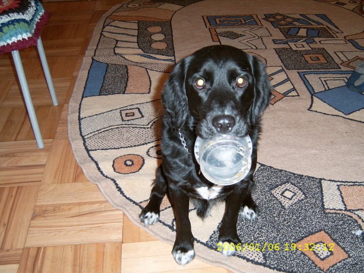 Кокер спаниель и лабрадор