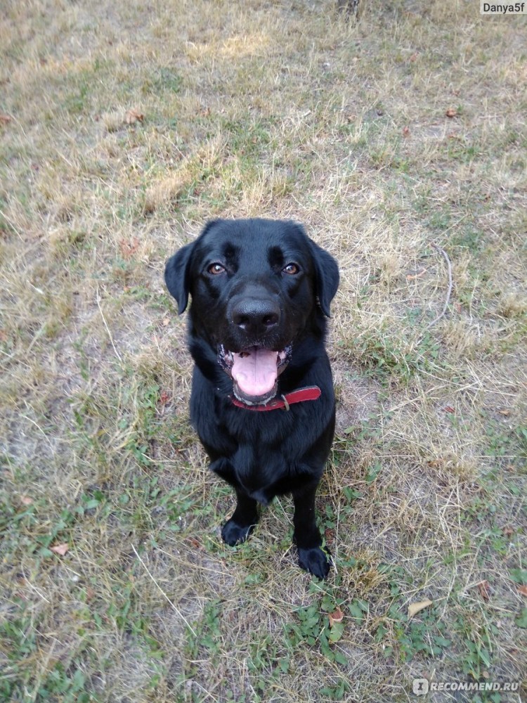 Метис лабрадора и спаниеля черный