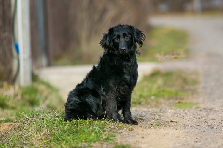 Спаниель ретривер