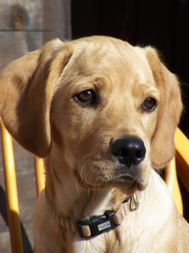 Черный метис кокер лабрадор