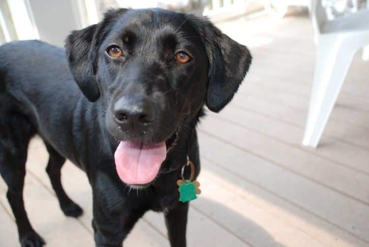 Черный метис кокер лабрадор