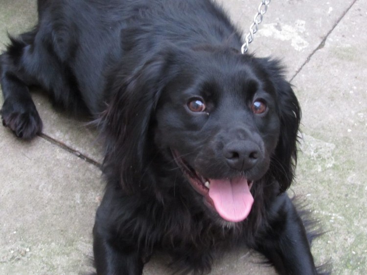 Метис кокер спаниеля