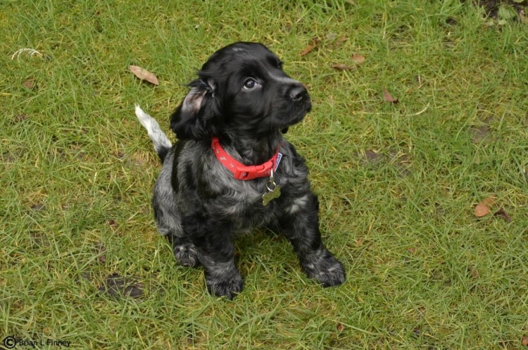 Кокер спаниель и лабрадор