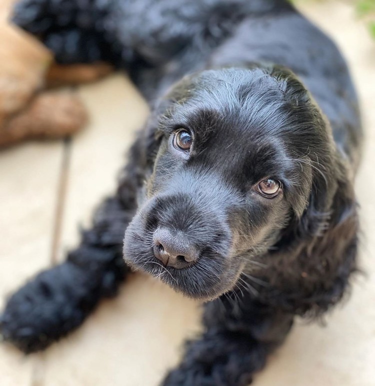 Метис кокер спаниеля и таксы