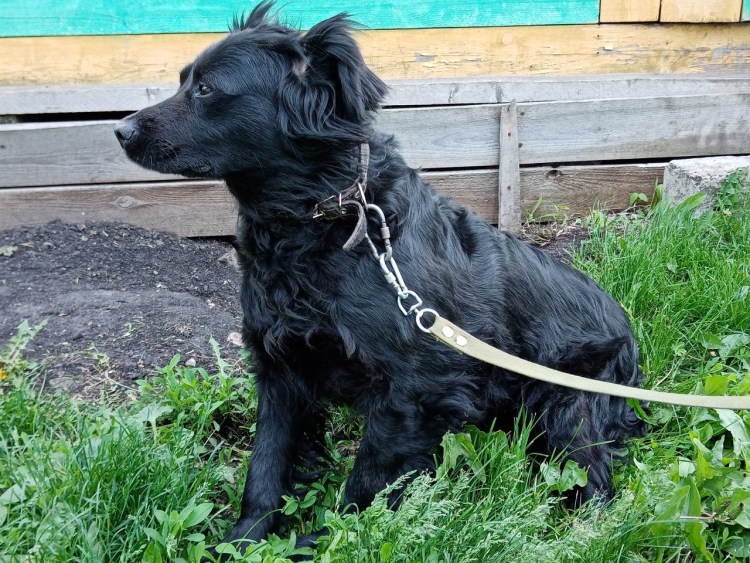 Метис кокер лабрадор